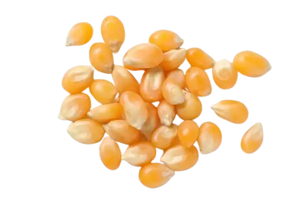 Recetas con maíz: granos de maíz sobre un fondo blenco