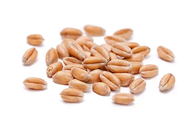 Recetas con trigo: granos de trigo sobre un fondo blanco