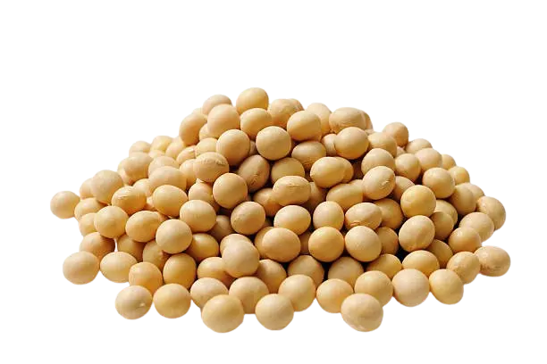 Recetas con soja: granos de soja crudos sobre un fondo blanco