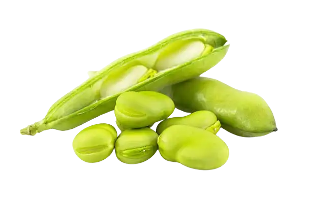 Recetas con habas: habas tiernas recién desgranadas.