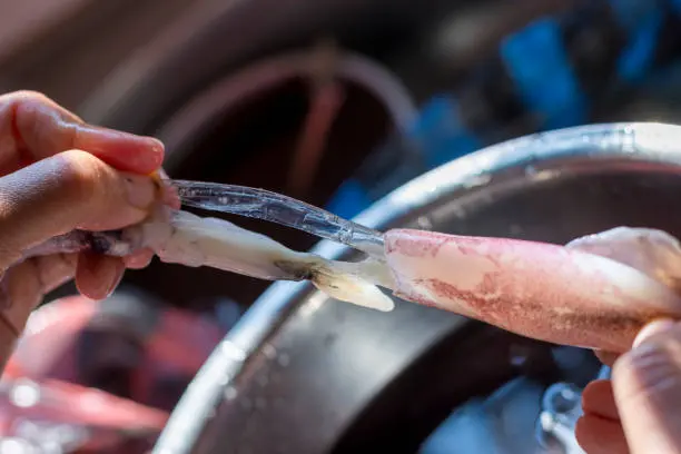 Limpiando calamares
