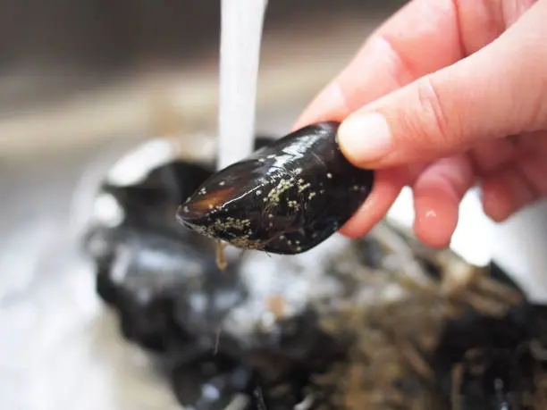 Limpiando mejillones bajo el grifo con agua fría