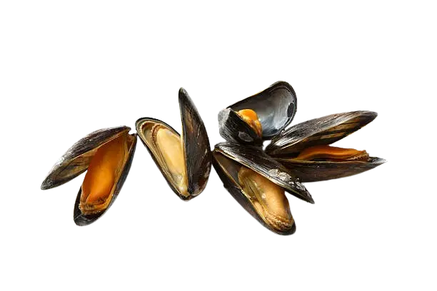 Mejillones sobre fondo blanco