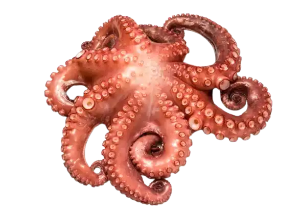 Recetas con pulpo: un pulpo cocido y entero sobre un fondo blanco