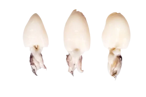 Recetas con sepia: tres sepias limpias sobre un fondo de color blanco