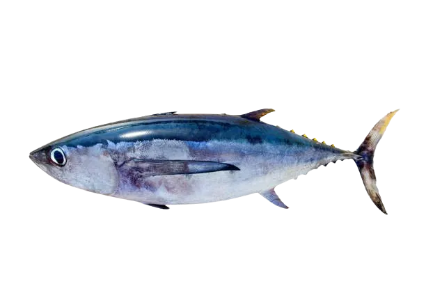 Recetas con pescados: un atún entero sobre fondo blanco