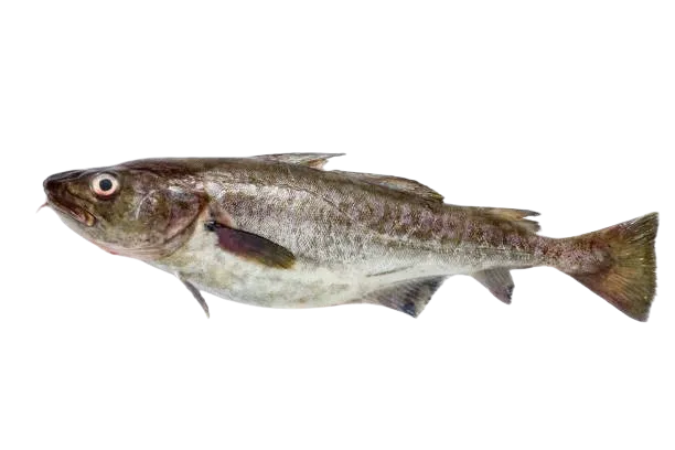 Recetas con pescados: un bacalao entero sobre fondo blanco