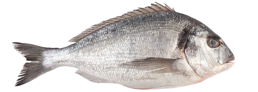 Recetas con pescados: una dorada entera sobre fondo blanco