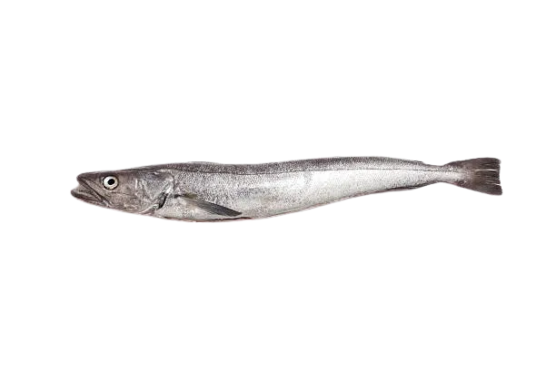 Recetas con pescados: una merluza entera sobre fondo blanco