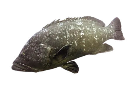 Recetas con pescados: un mero entero sobre fondo blanco