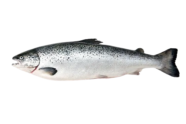 Recetas con pescados: un salmón entero sobre fondo blanco